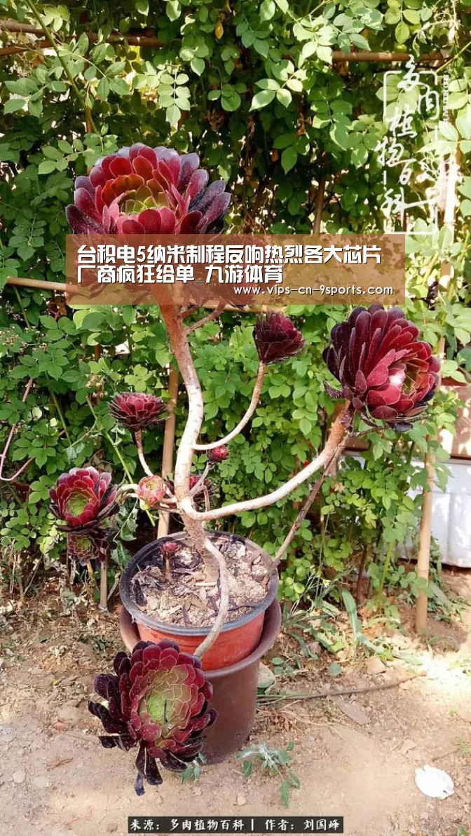 台积电5纳米制程反响热烈各大芯片厂商疯狂给单_九游体育(图1) 九游体育